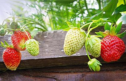 强化《格林魔书》试玩版现已上线PS4和Switch